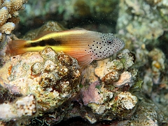 IMG_0773rf_Maldives_Madoogali_House reef_Poisson faucon a tache de rousseur_Paracirrhites forsteri